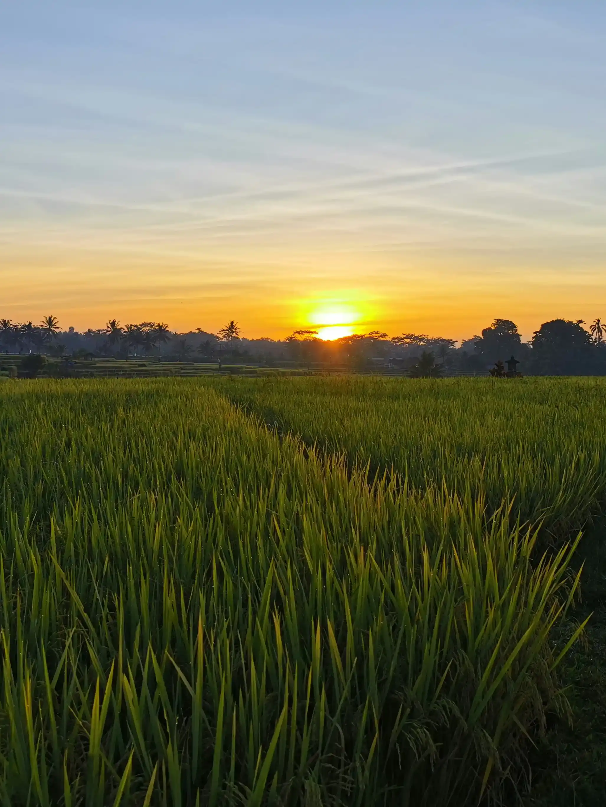 Top Rice farmers and rice fields
