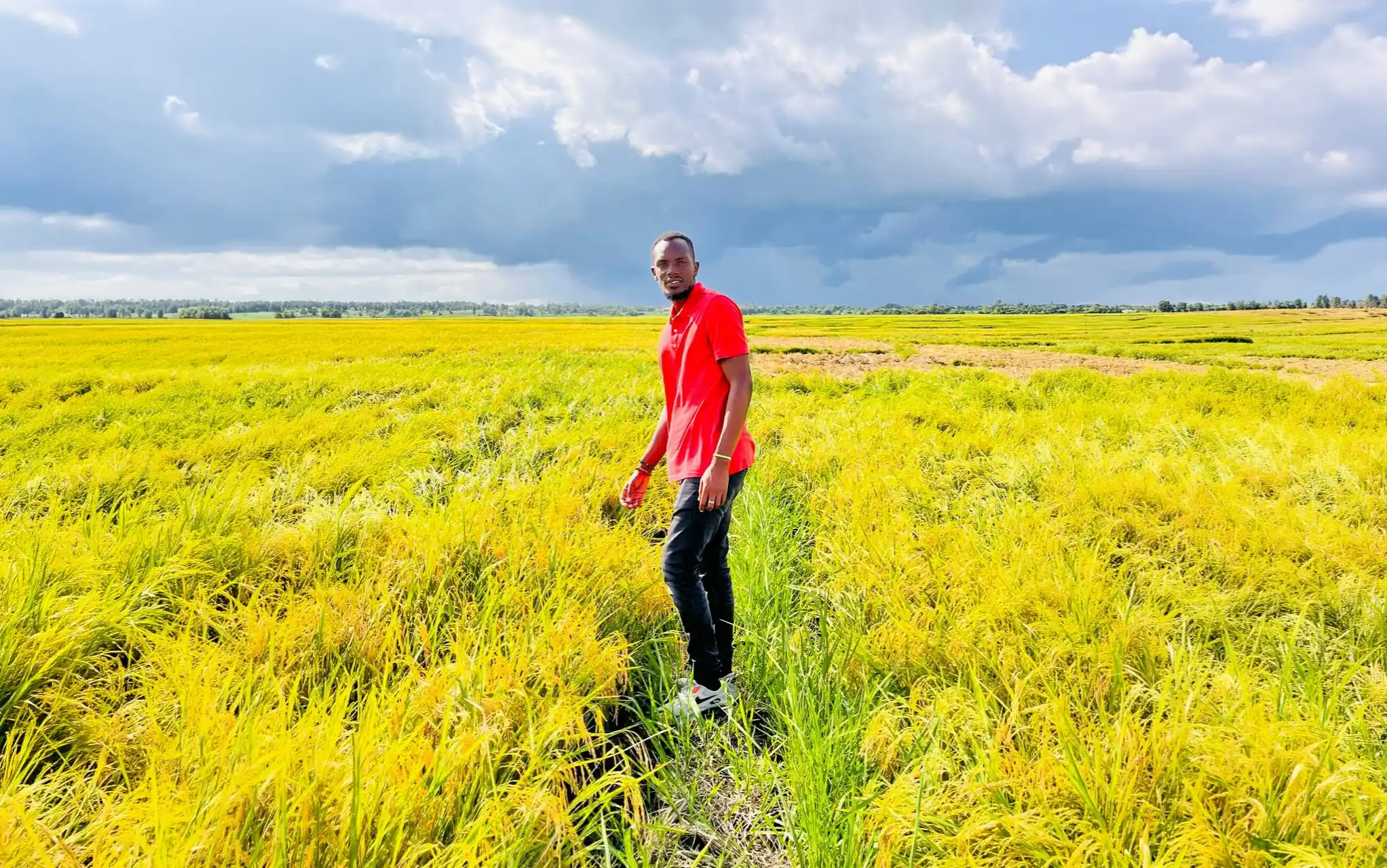 Mwea farm fields